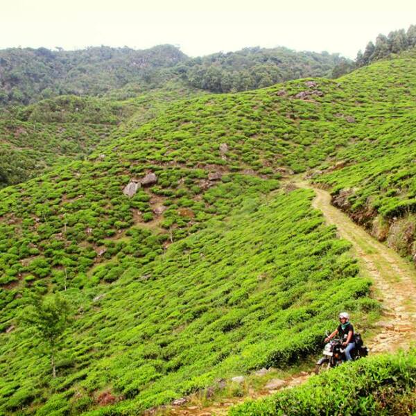 Motorradreisen Sri Lanka Nuwara Eliya Teeanlagen Aussicht